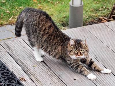 Photo Animal de compagnie chat mammifère