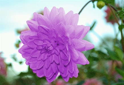 Blossom plant flower petal Photo