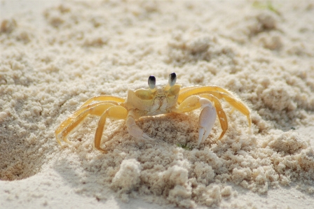 Beach sand ocean tide Photo