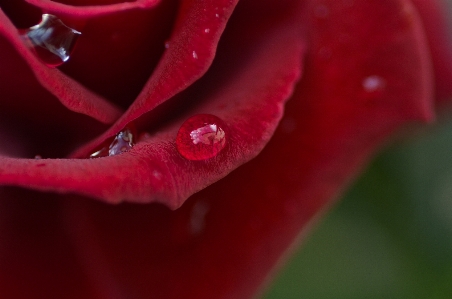 Nature blossom dew plant Photo