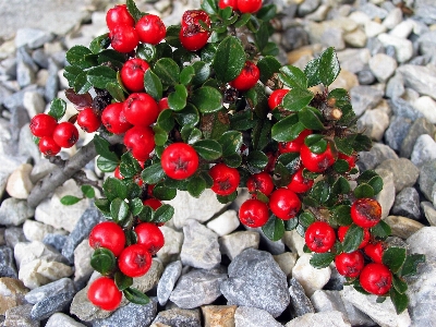 Nature plant fruit flower Photo