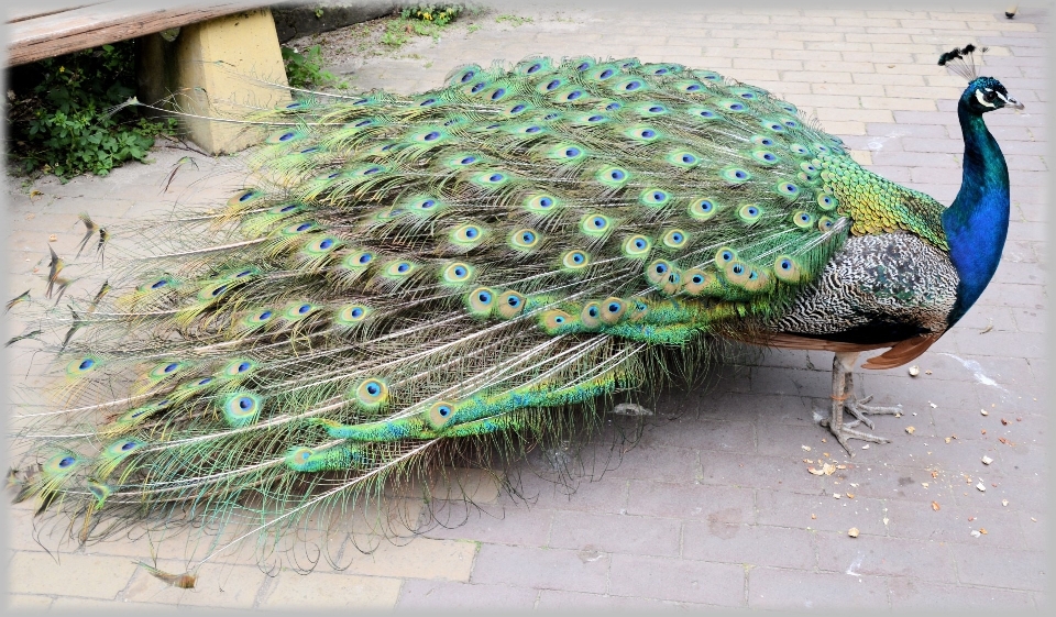 Bird wing animal green