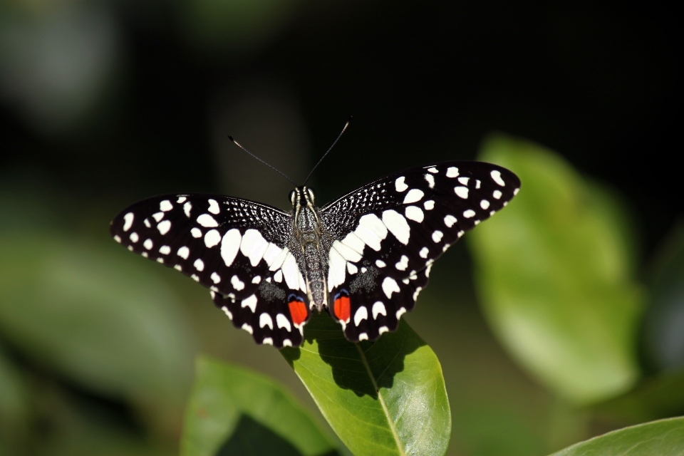 Nature wing white photography