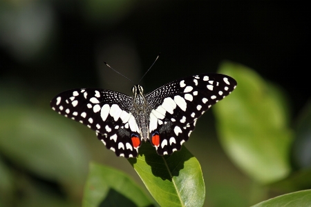 Photo Nature aile blanc la photographie