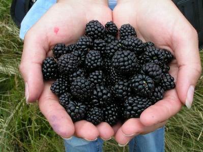 Plant fruit berry flower Photo