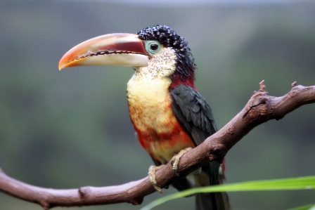 ブランチ 鳥 野生動物 野生 写真