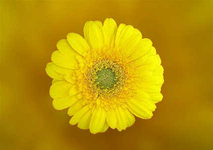 Nature blossom plant photography Photo