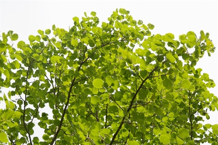 Tree branch plant leaf Photo