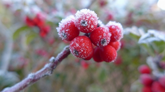 Branch blossom plant raspberry Photo