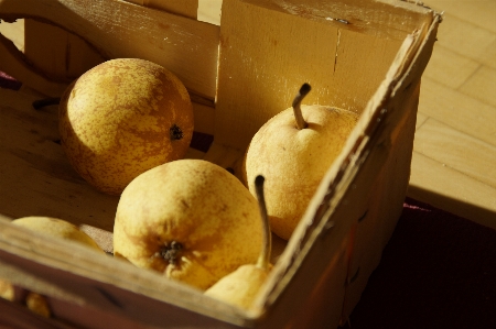 Apple plant fruit ripe Photo