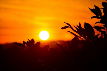 Landscape silhouette glowing sky Photo