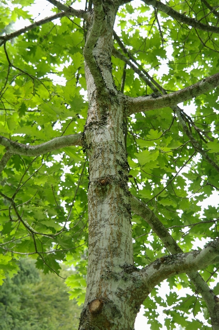 Pohon hutan cabang tanaman