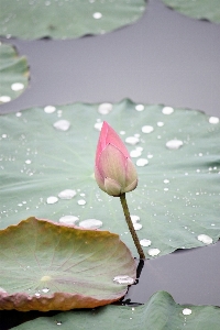 Water nature outdoor blossom Photo