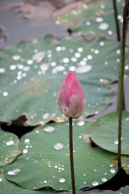 Wasser natur draussen blüte