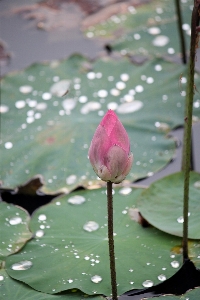 Water nature outdoor blossom Photo