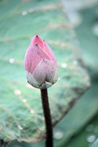 Water nature blossom plant Photo