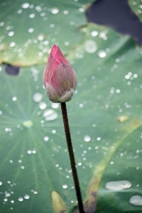 Water nature blossom dew Photo