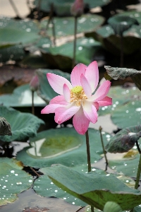 Water blossom dew plant Photo