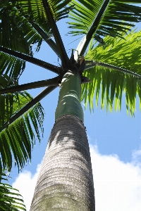 Tree branch plant sky Photo