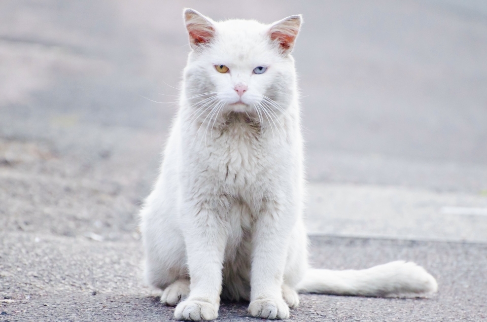 Blanc animal mignon de compagnie