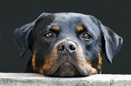 Foto Perro animal mamífero de cerca
