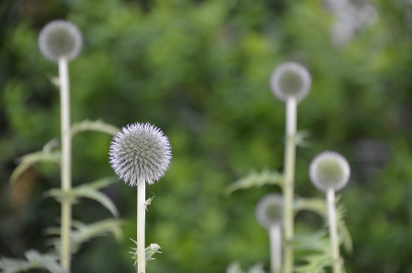 Nature grass plant field Photo