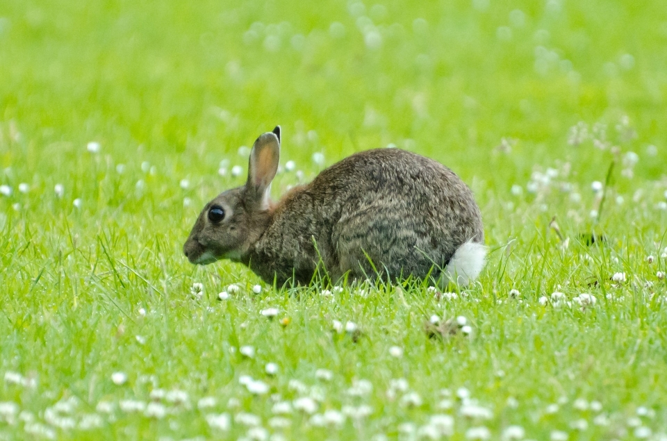 Natur gras feld rasen