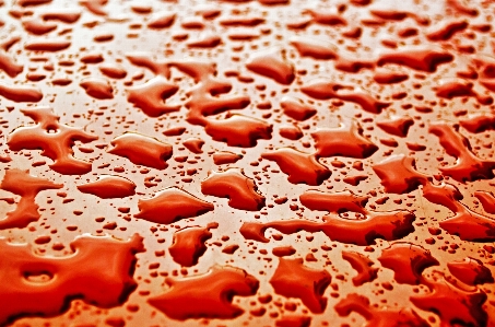 Water rain flower petal Photo