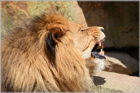 Photo Animal faune zoo mammifère