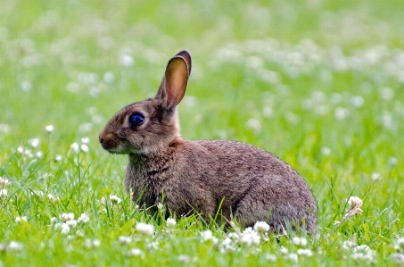 Nature grass lawn meadow Photo