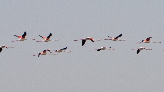 Foto Pájaro ala rebaño
 fauna