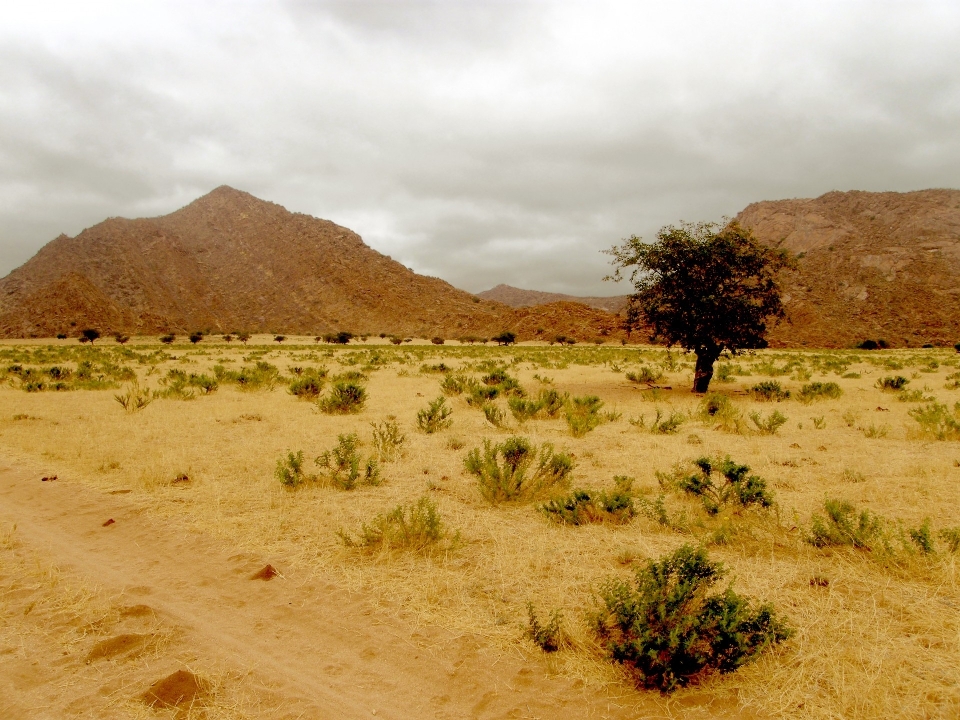 Landschaft baum sand wildnis
