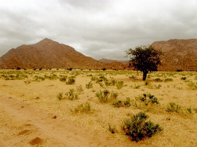 Landscape tree sand wilderness Photo