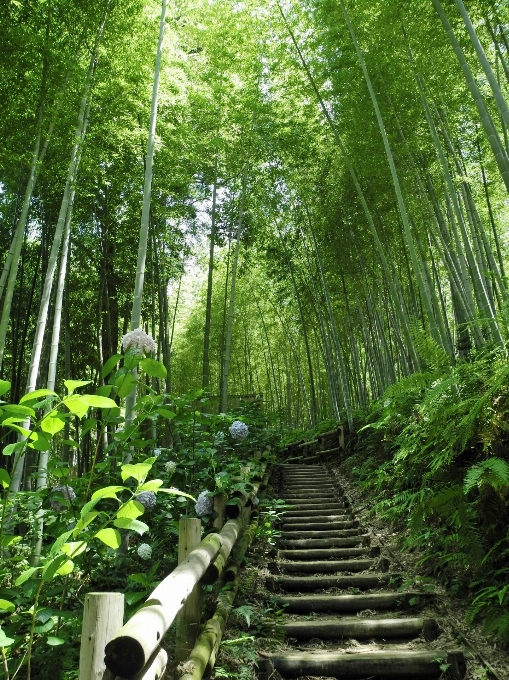 árvore natureza floresta região selvagem
