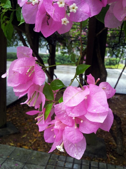 Blüte anlage stengel blatt