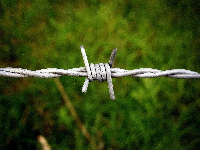 Nature grass branch wing Photo