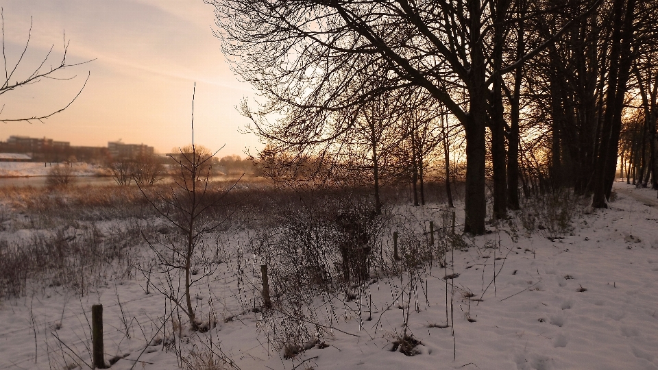 Paysage arbre bifurquer neige