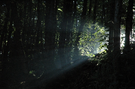 Tree nature forest branch Photo