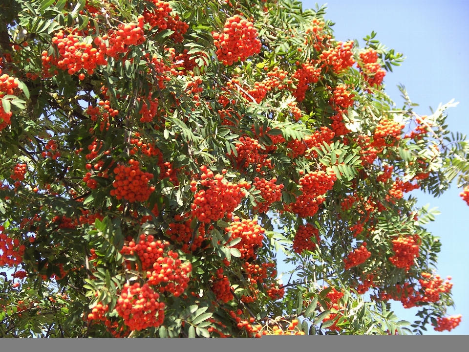 Albero pianta frutta fiore