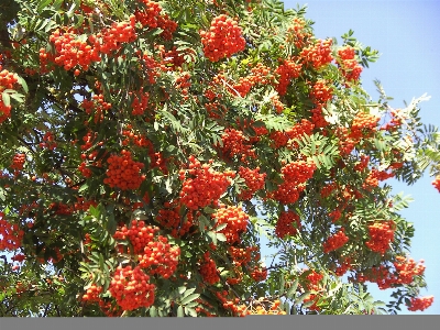 Foto Pohon tanaman buah bunga