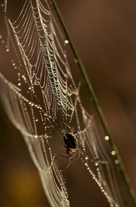 Natura rosa skrzydło fotografia