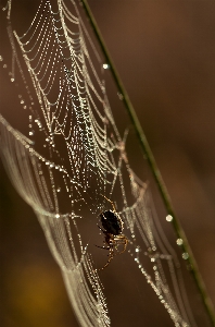 Nature dew wing photography Photo