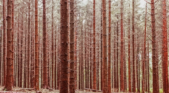 Tree nature forest branch Photo