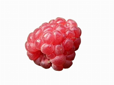 Plant white raspberry fruit Photo