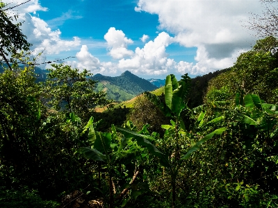 Landscape tree nature forest Photo