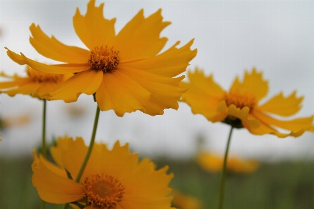 Nature blossom group plant Photo