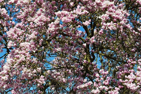 Foto Albero natura ramo fiore