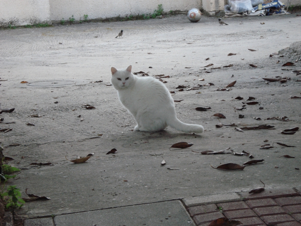 雪 白色的 猫 哺乳动物