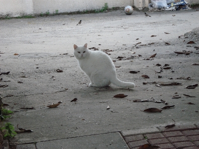 Snow white cat mammal Photo