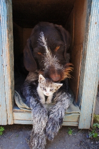 Foto Anak anjing peliharaan kucing